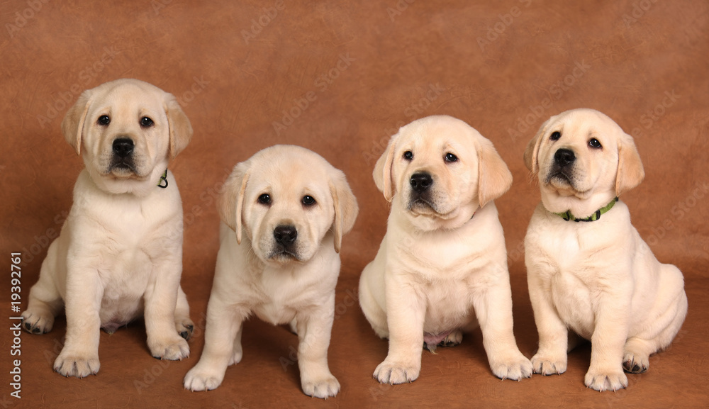 Lab puppy