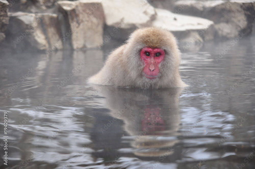 snow monkey nagano Japan