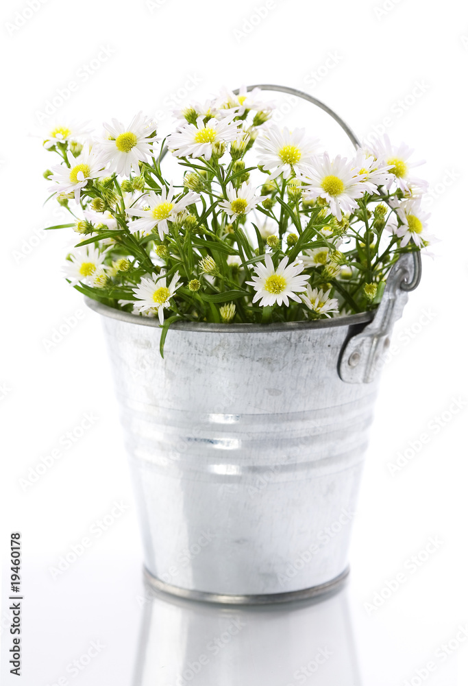 White flowers in a pot