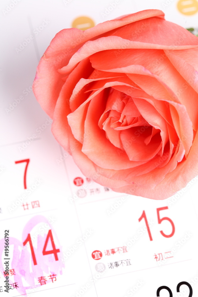 rose for valentines day with calendar