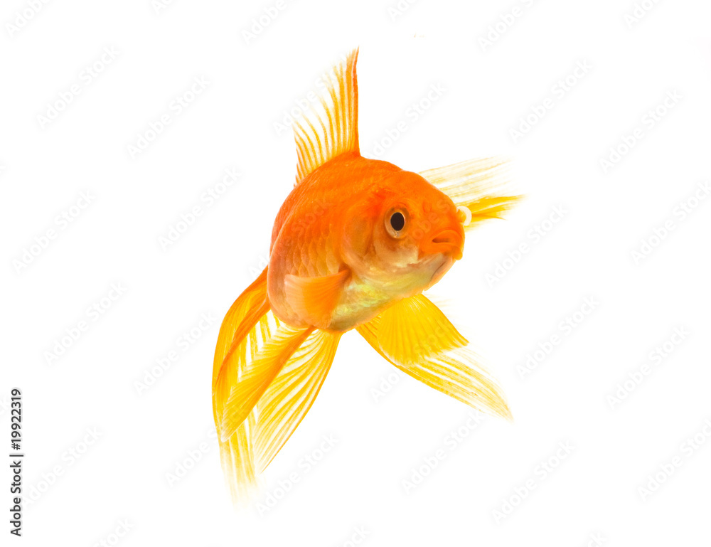 Goldfish