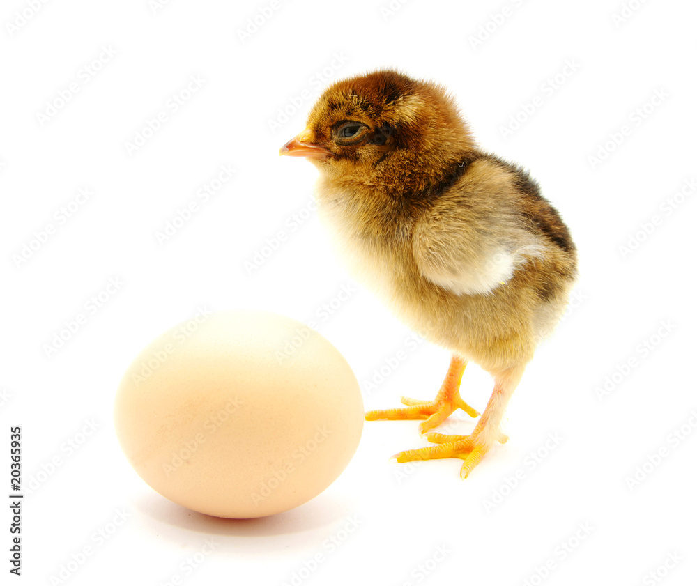 A baby chick