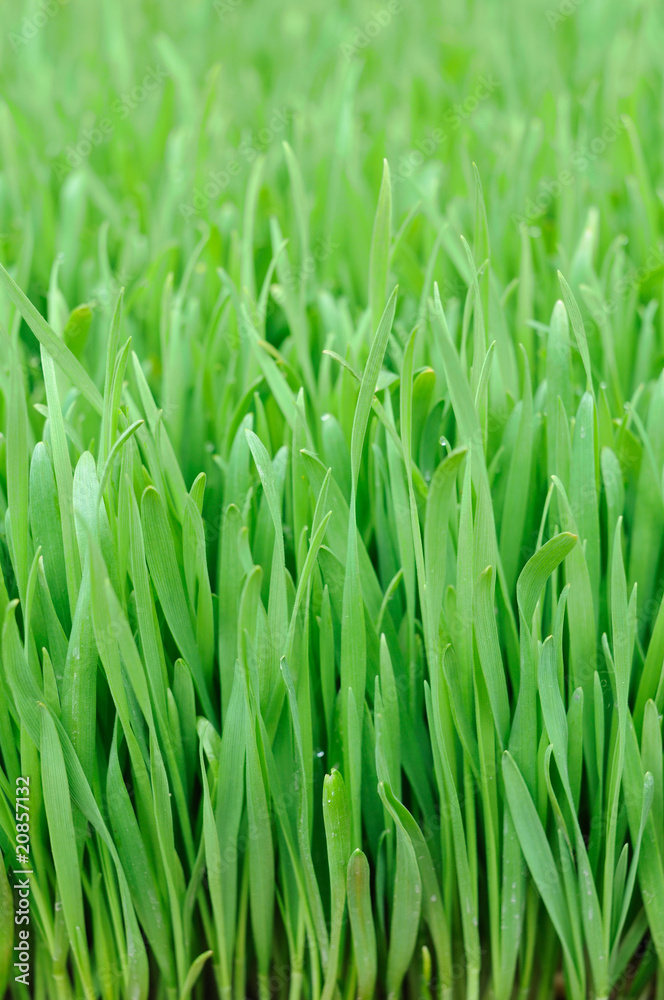 小麦草