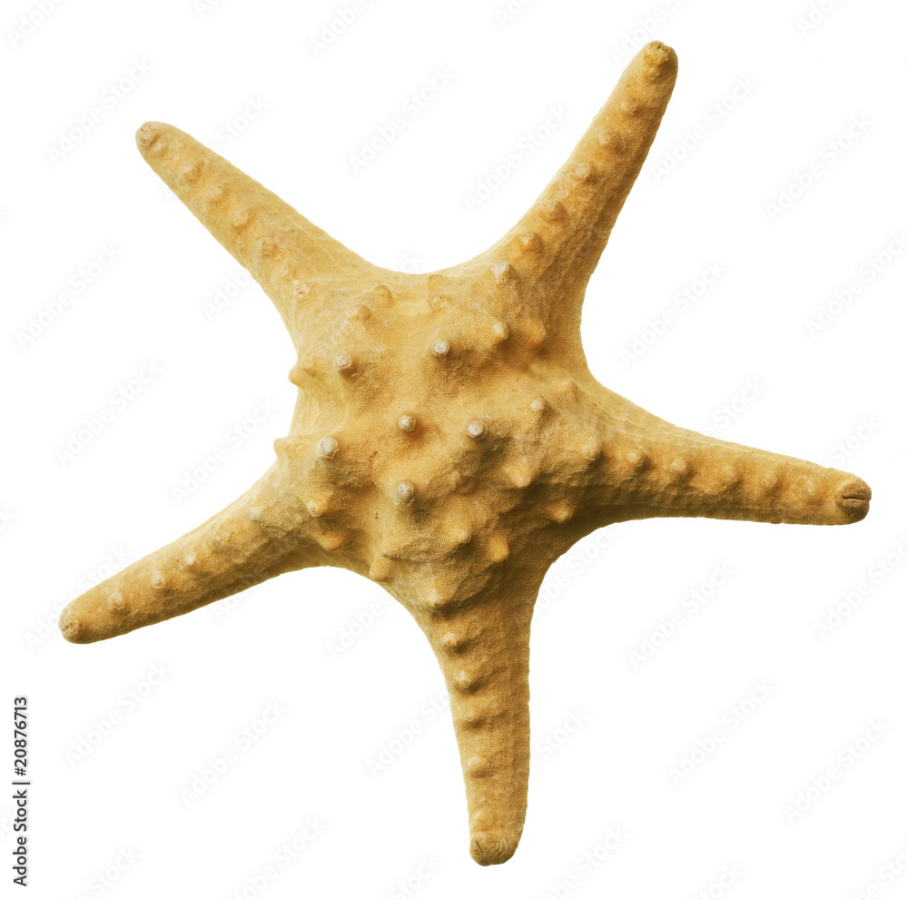 Starfish Isolated on white