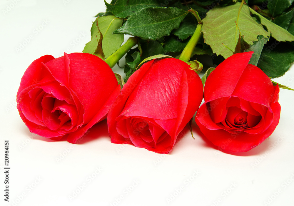 red roses