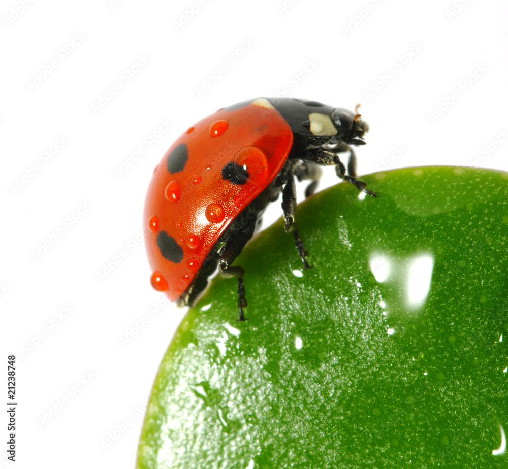 ladybird  on  leaf