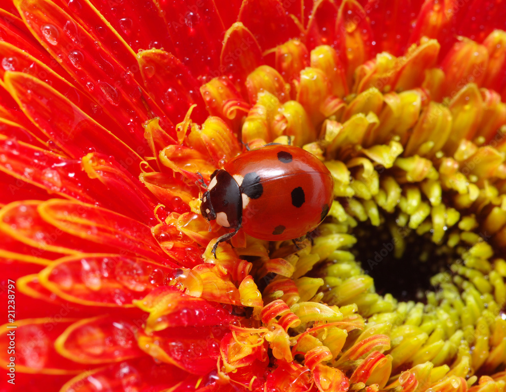 ladybug