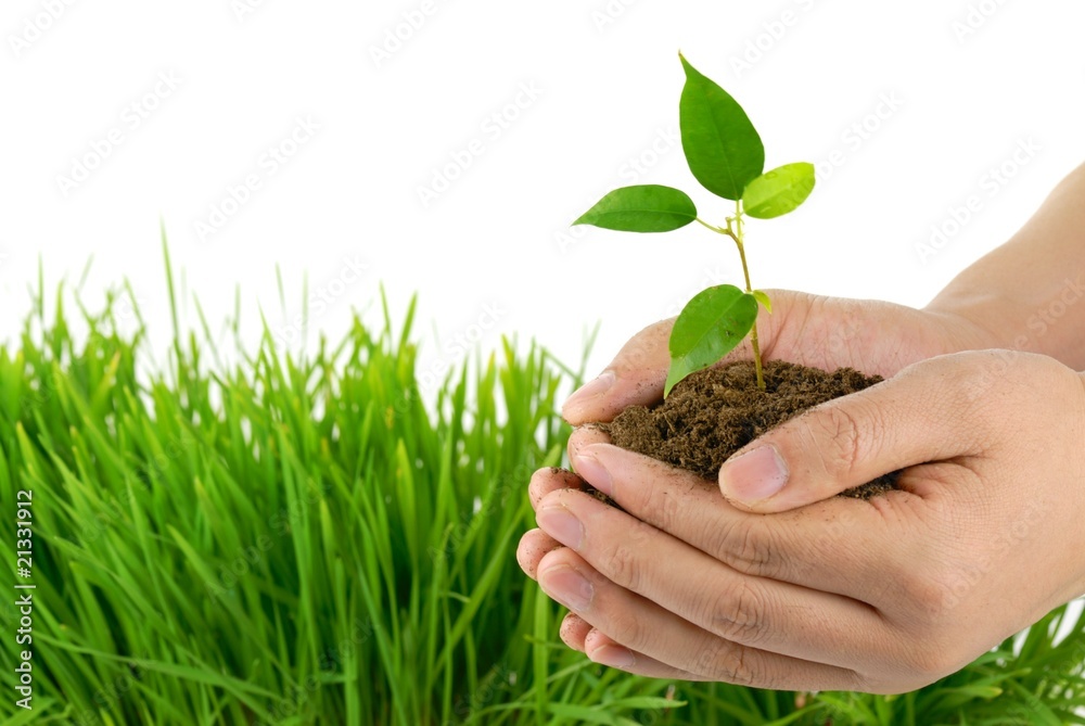 Hands take care of small plant