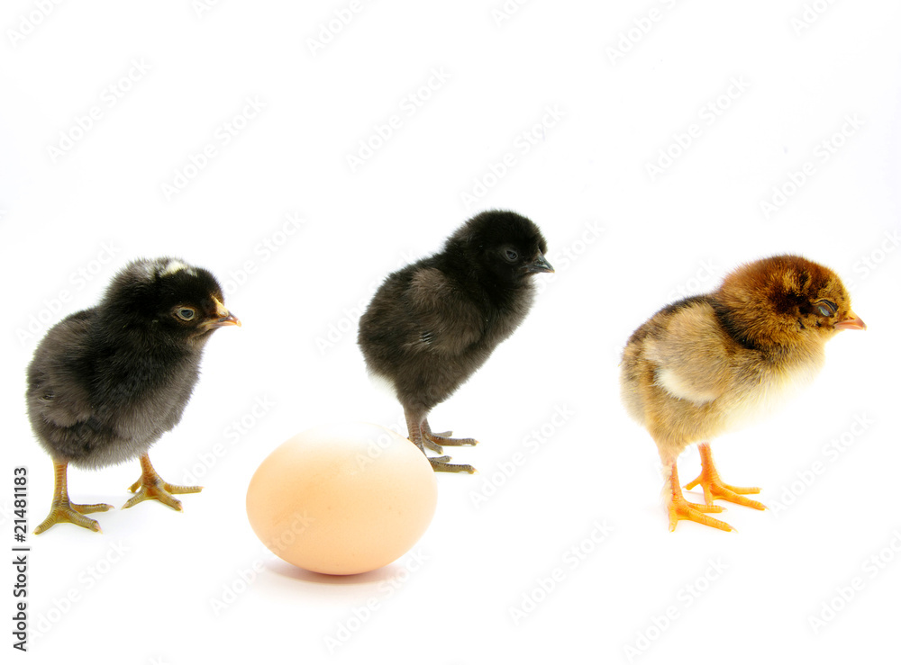 Chickens and egg