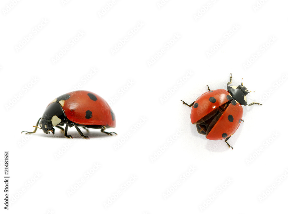 Ladybug