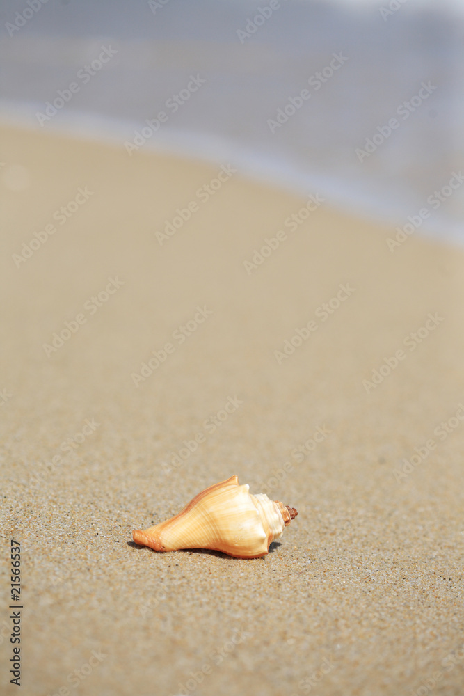 海滩上的贝壳特写