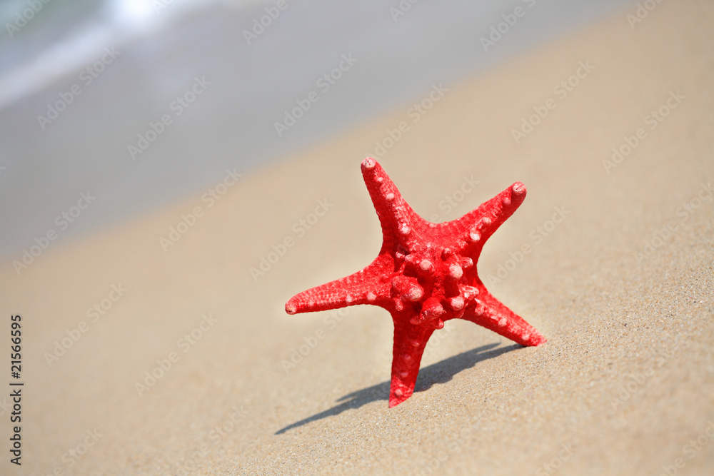 close up red starfish on beach