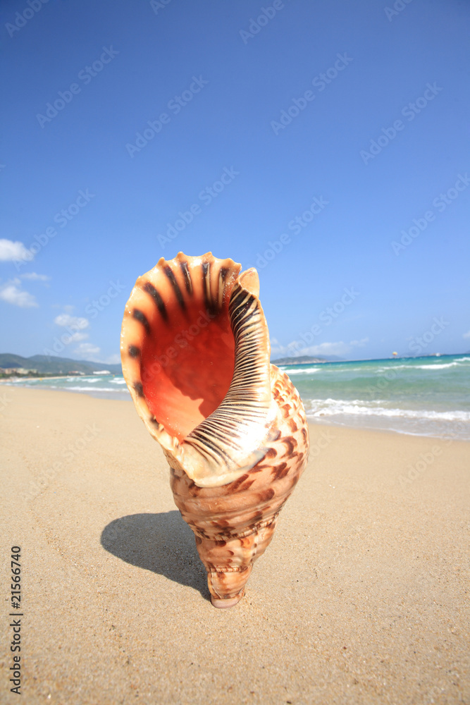 海滩上的贝壳特写