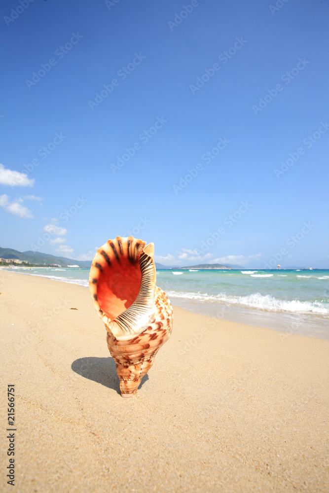 close up of shell on beach