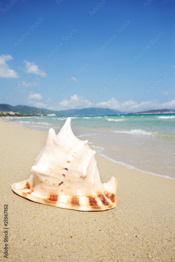 close up of shell on beach