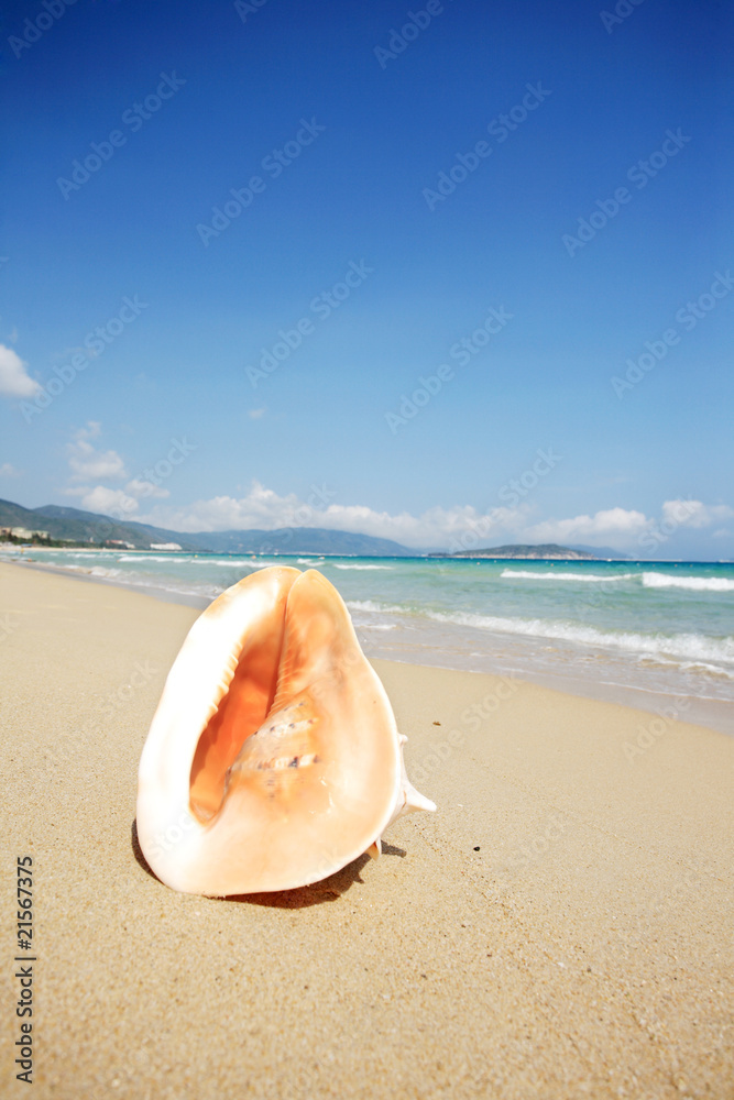 close up of shell on beach