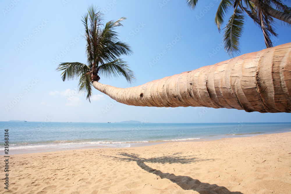 palm beside sea in sanya china