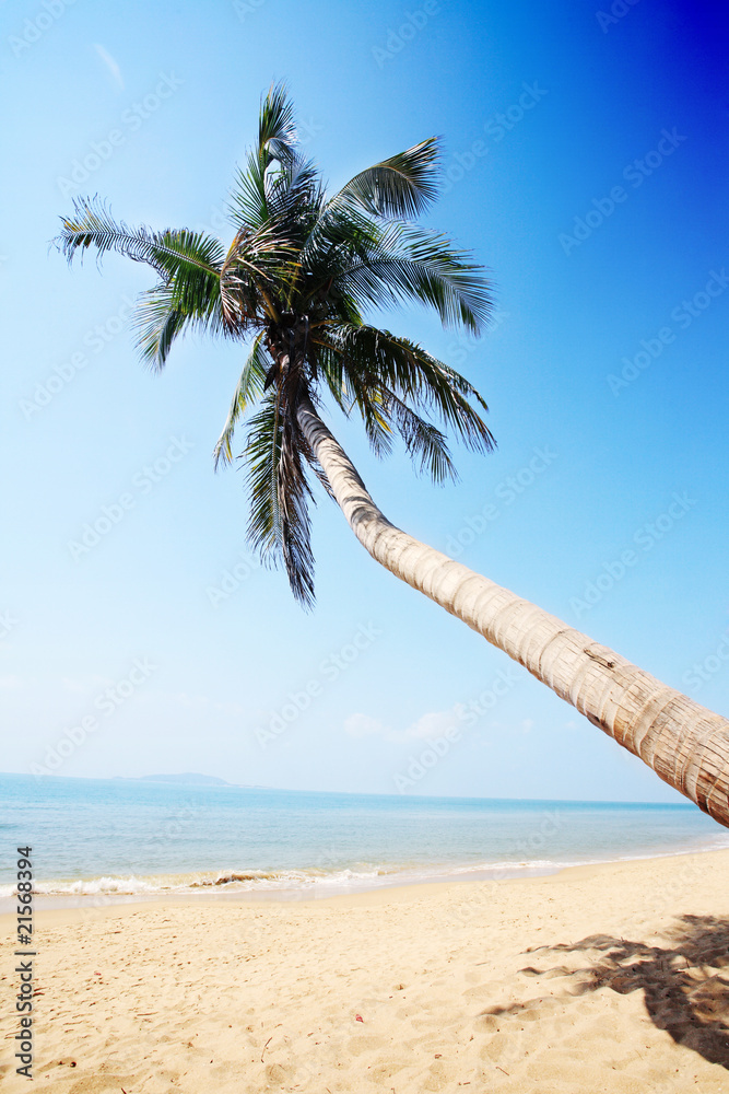 palm beside sea in sanya china