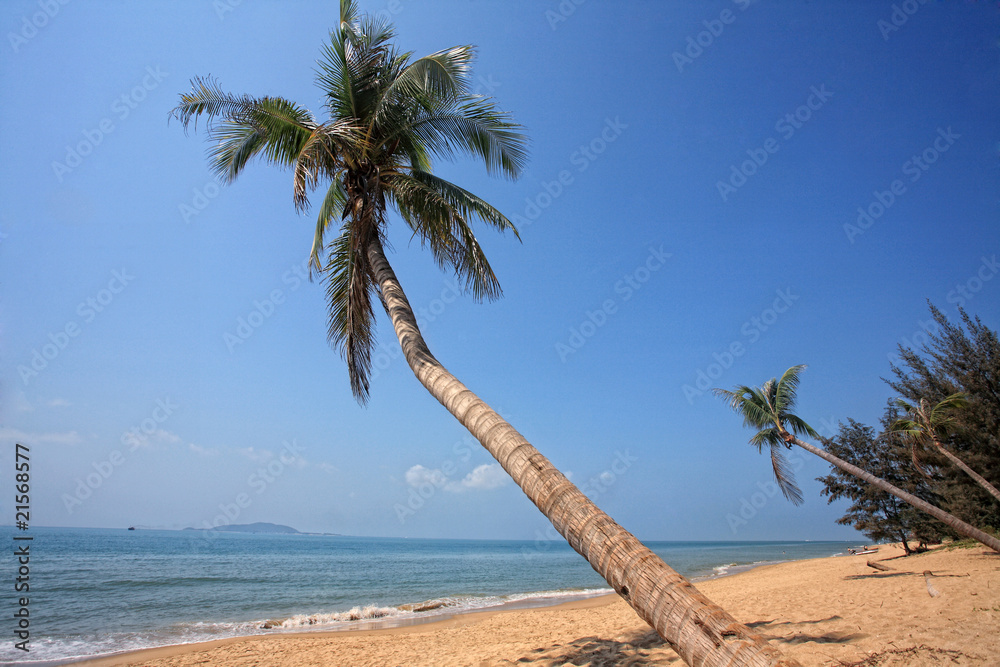 palm beside sea in sanya china