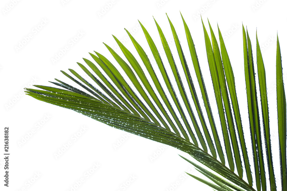 Leaves of palm tree with waterdrop