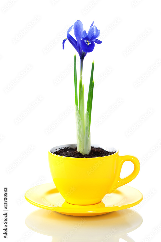 growing iris flowers in a cup