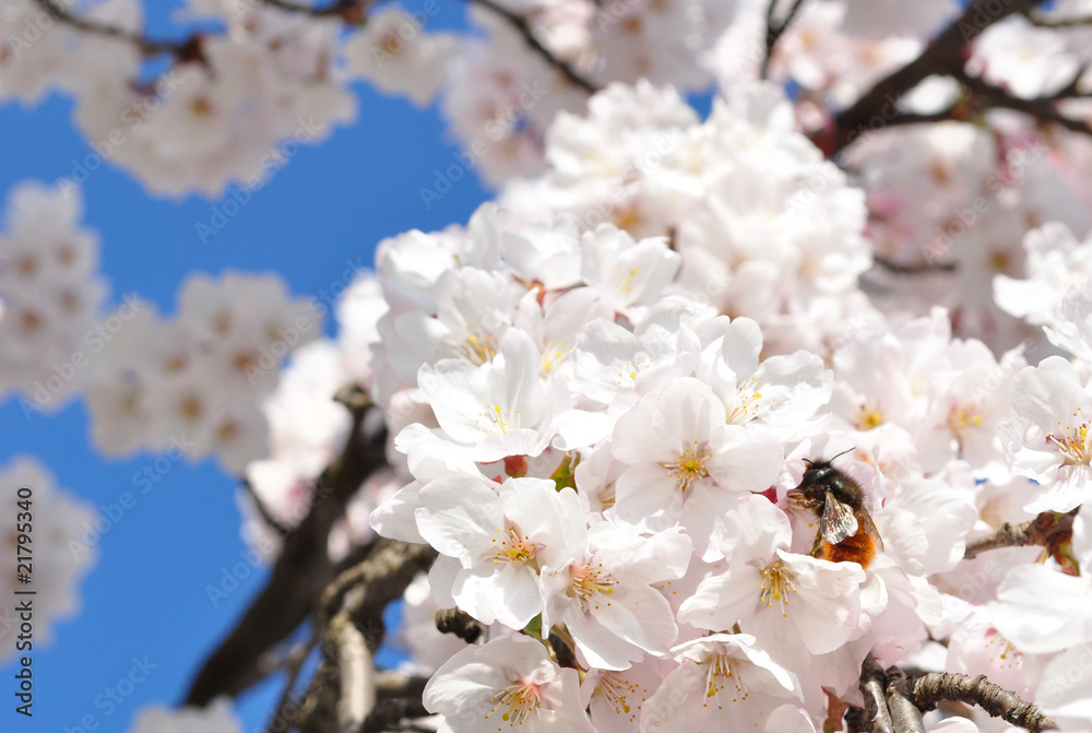 Kirschblüten mit Hummel