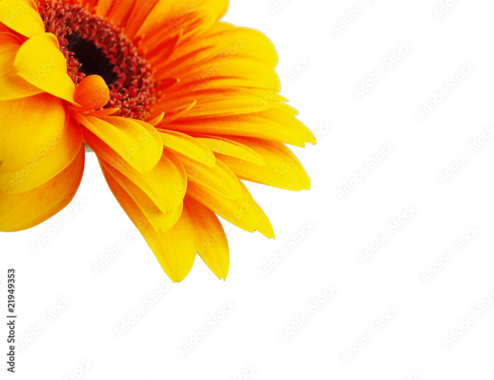 Yelow gerbera