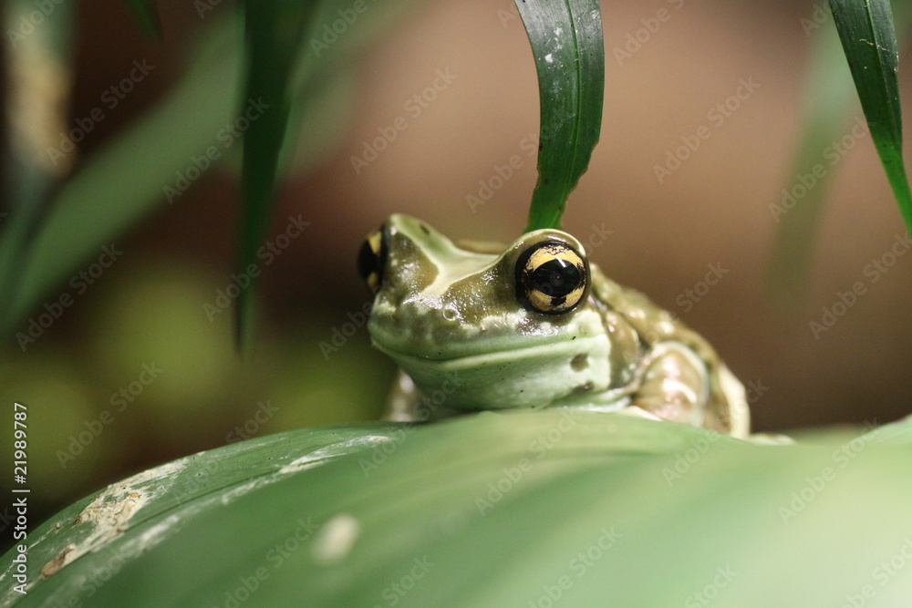 Krötenlaubfrosch in Nahaufnahme