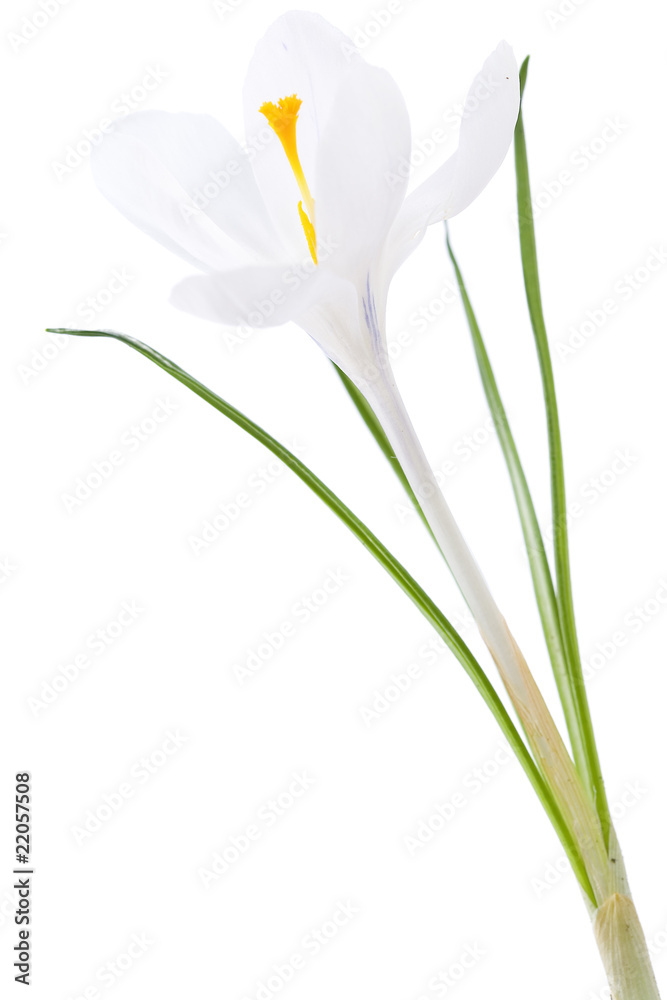 White purple crocus