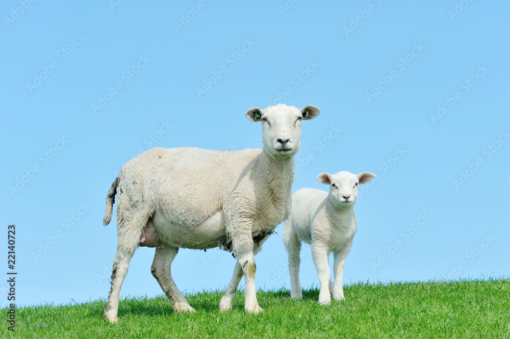 Mother sheep and her lamb in spring