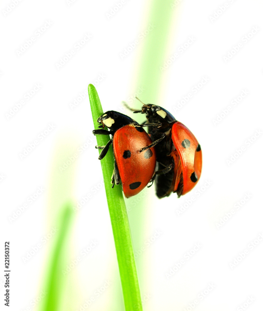 Two ladybugs copulating