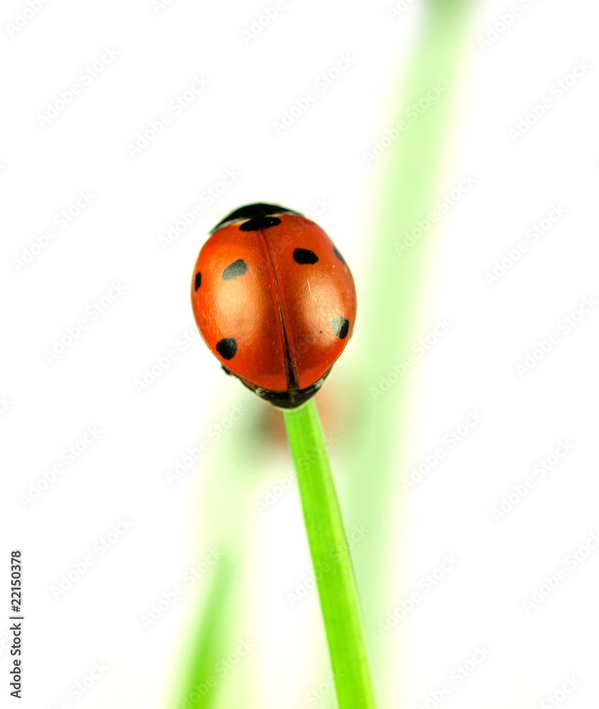 Lady bug on stalk of grass, studio photo