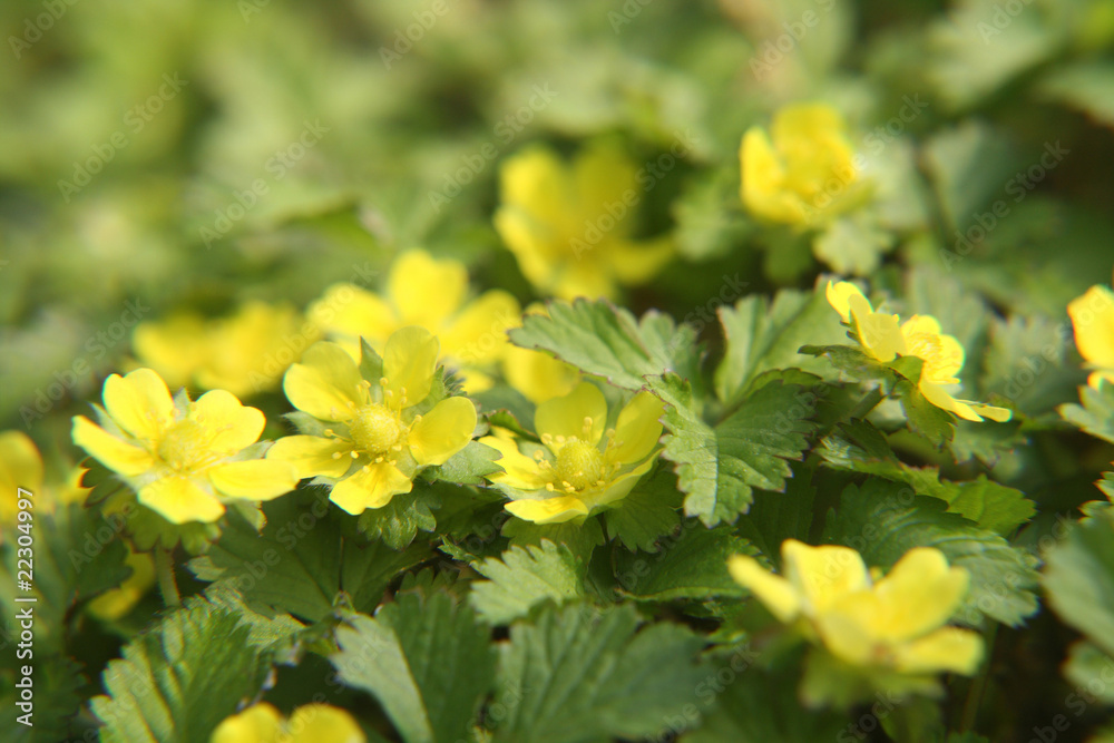 yellow flowers