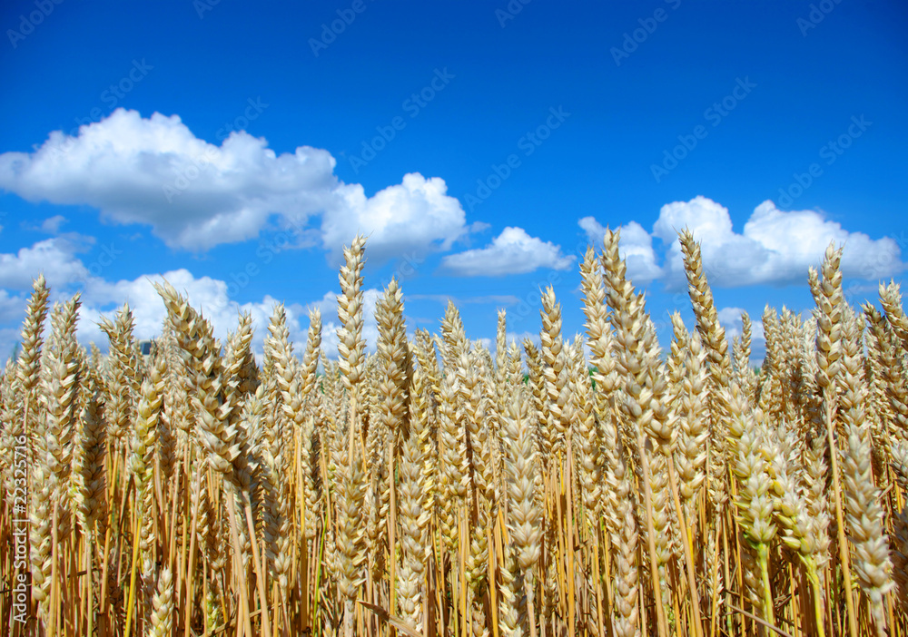 Wheat on sky