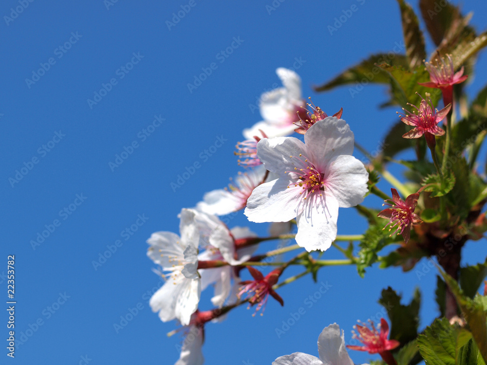 春暖花开