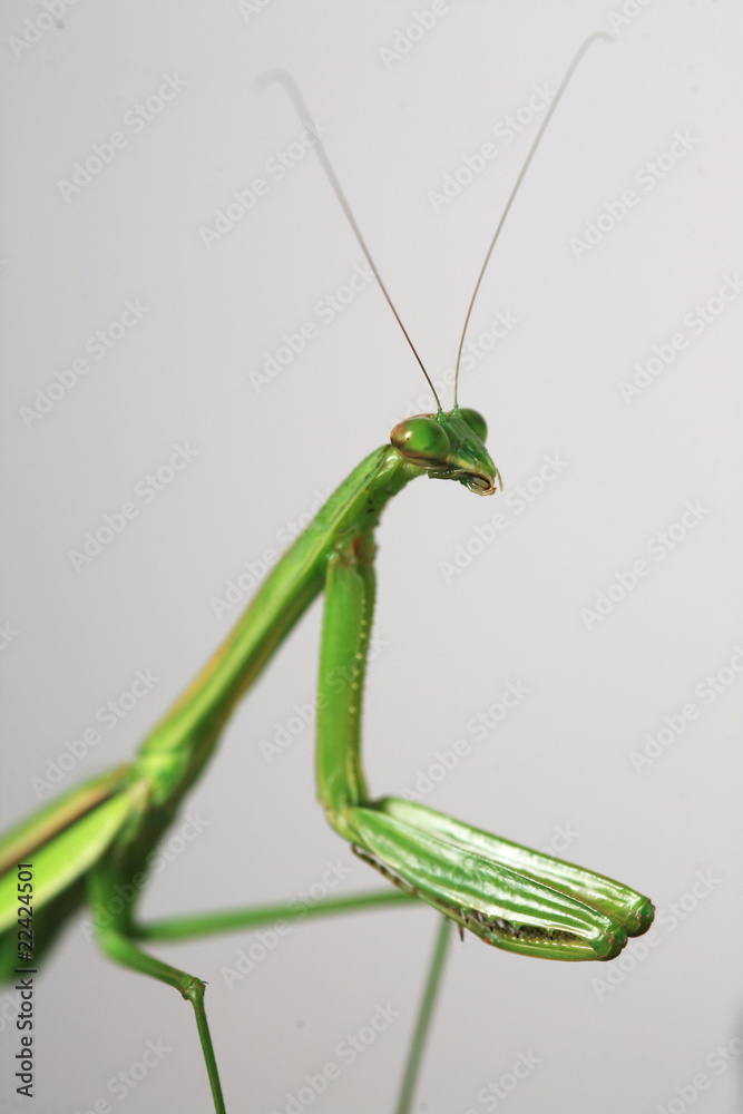 praying mantis