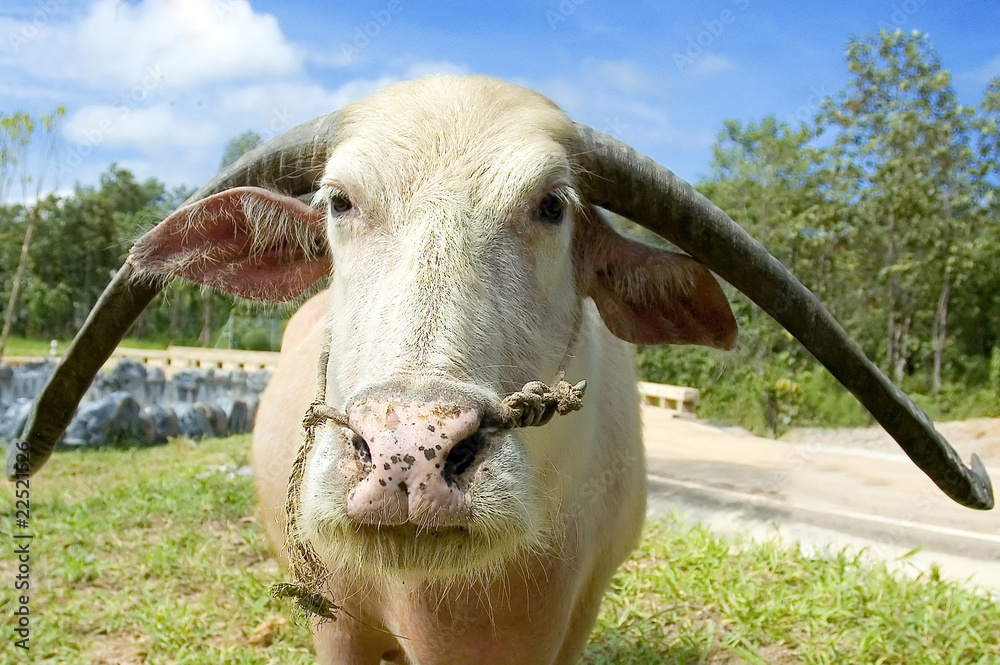 water buffalo