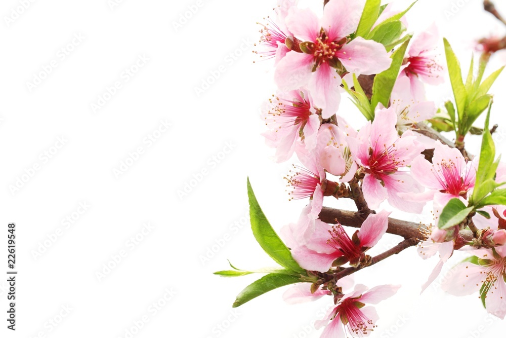 Spring peach blossom