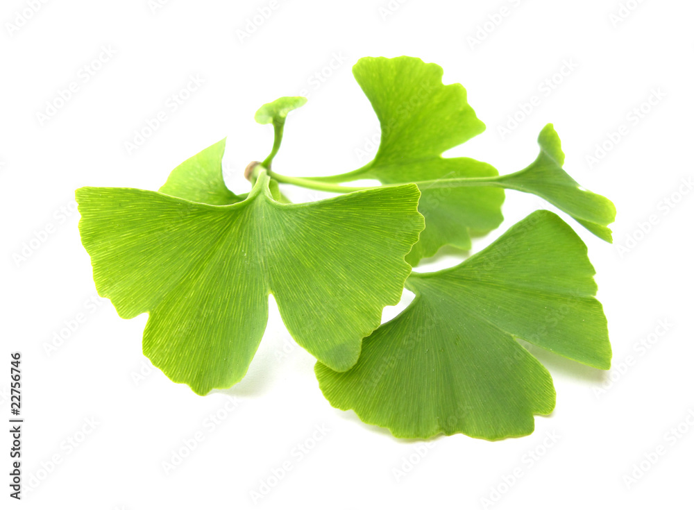 Ginkgo biloba leaves