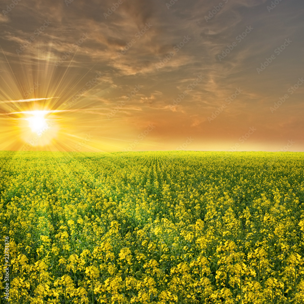 Beautiful colza field in France during a sunset