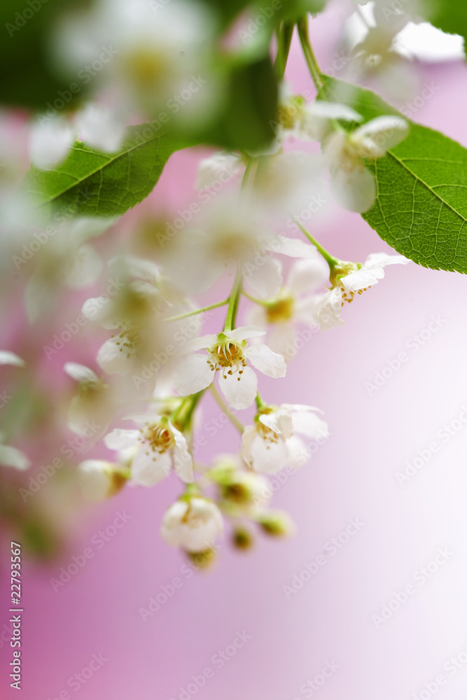 春日樱花