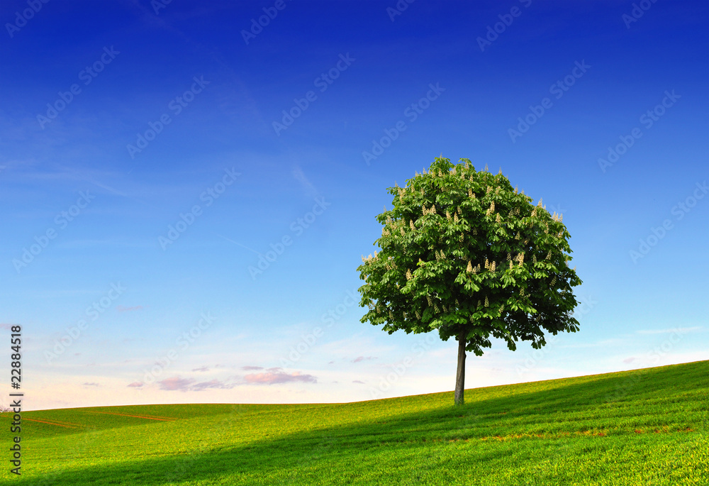 Baum auf lichtdurchfluteter Wiese