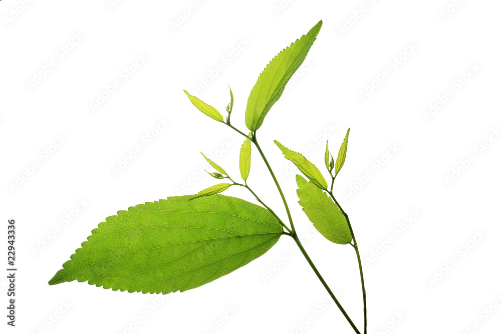 tree leaf isolated on the white  background.