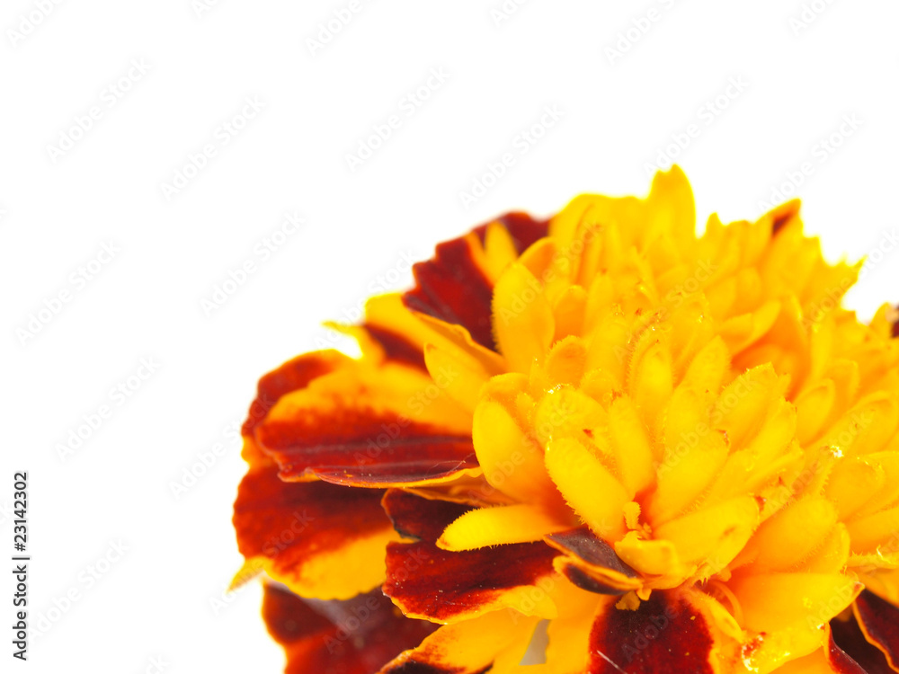 Tagetes patula在白色背景上绽放