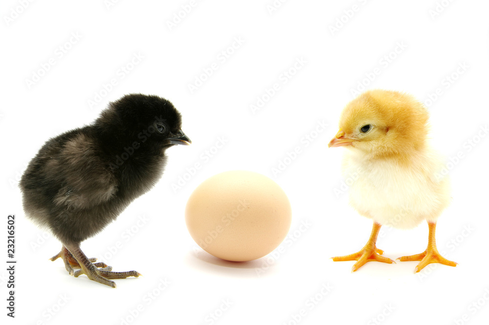 Chickens and egg