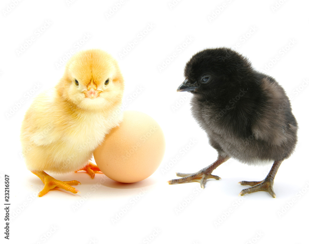 Chickens and egg