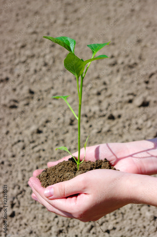 growing  plant