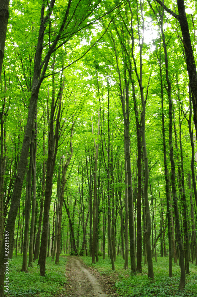 green forest