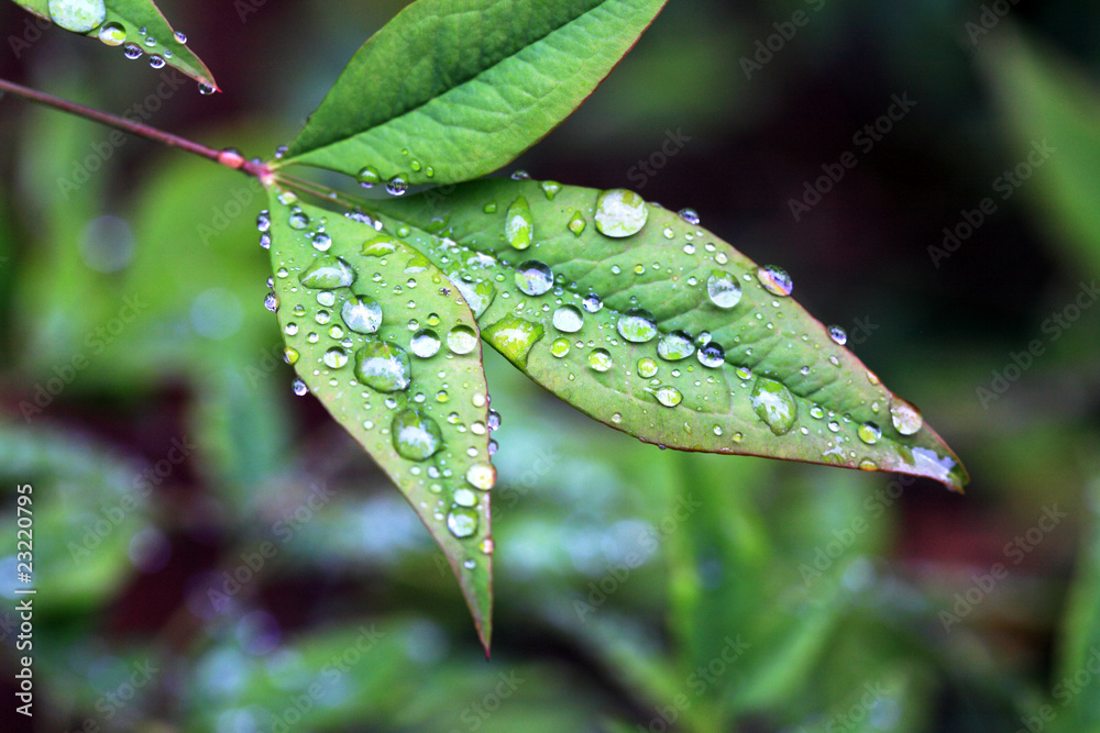 some green leafs with dew drops outside