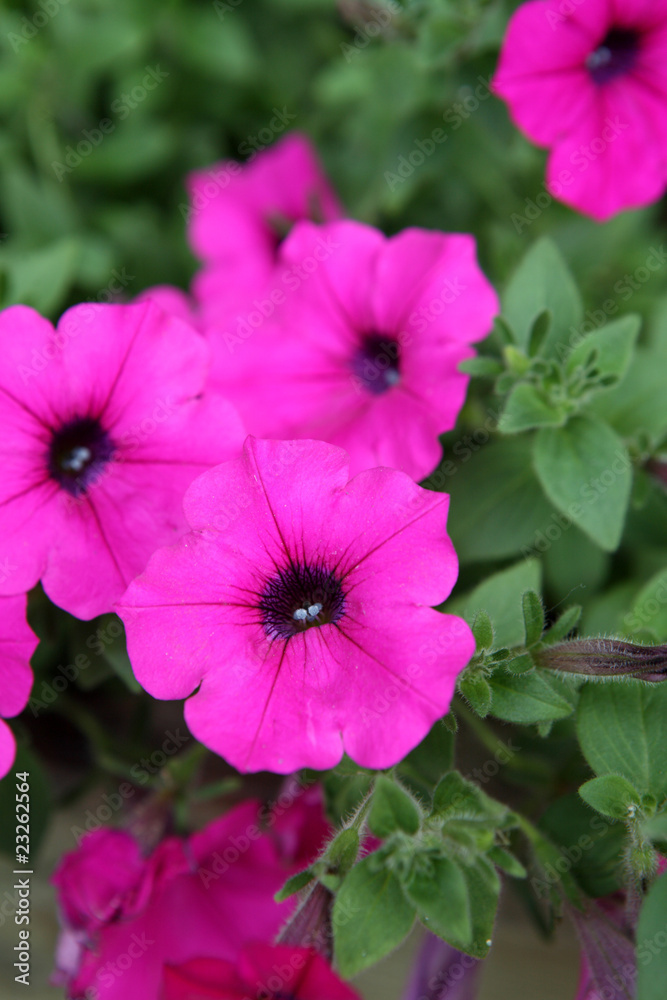 many beautiful  flowers in the field